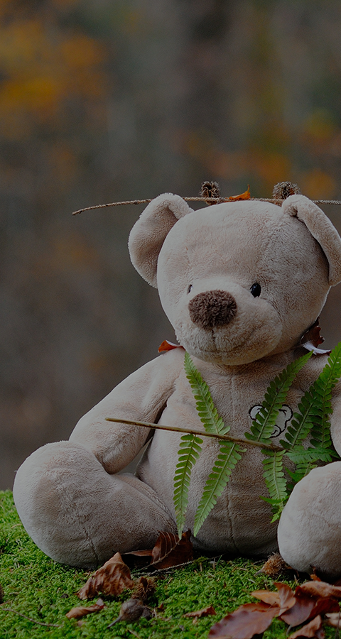 teddy